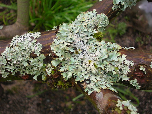 mutualistic relationship of fungi with algae or cyanobacteria