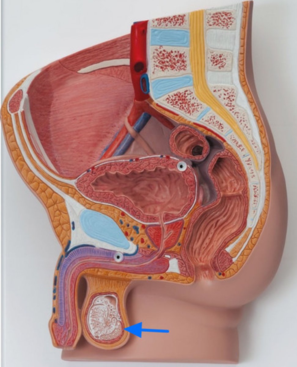 <p>ID Muscle Marked by the Blue Arrow</p>