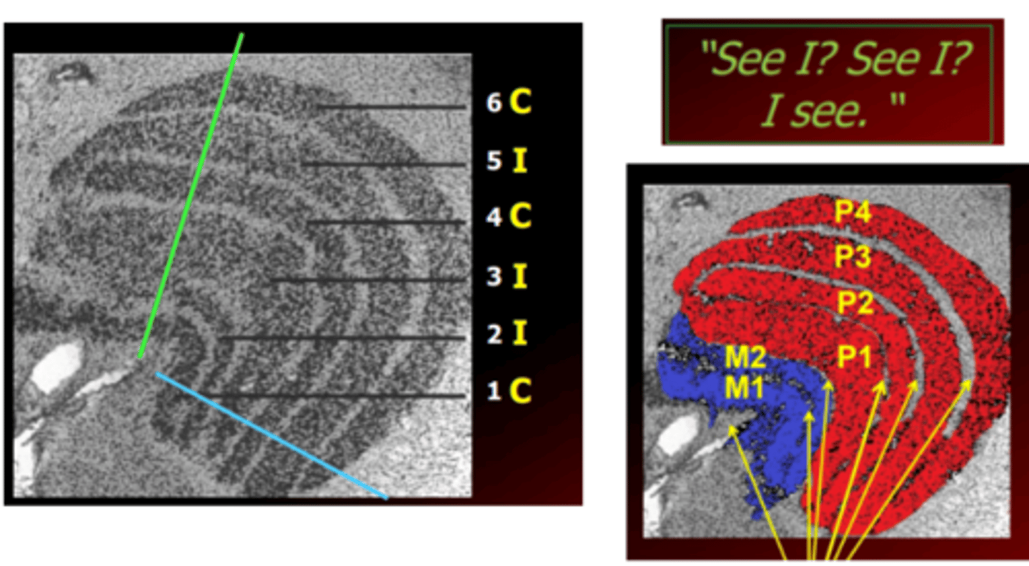 <p>a six layered thalamic nucleus where most of the retinal ganglion cells synapse (85%). Serves as a neural relay station from the retina to the visual cortex. Functions to organize parvocellular and magnocellular pathways for output to the visual cortex and subcortical structures.</p>