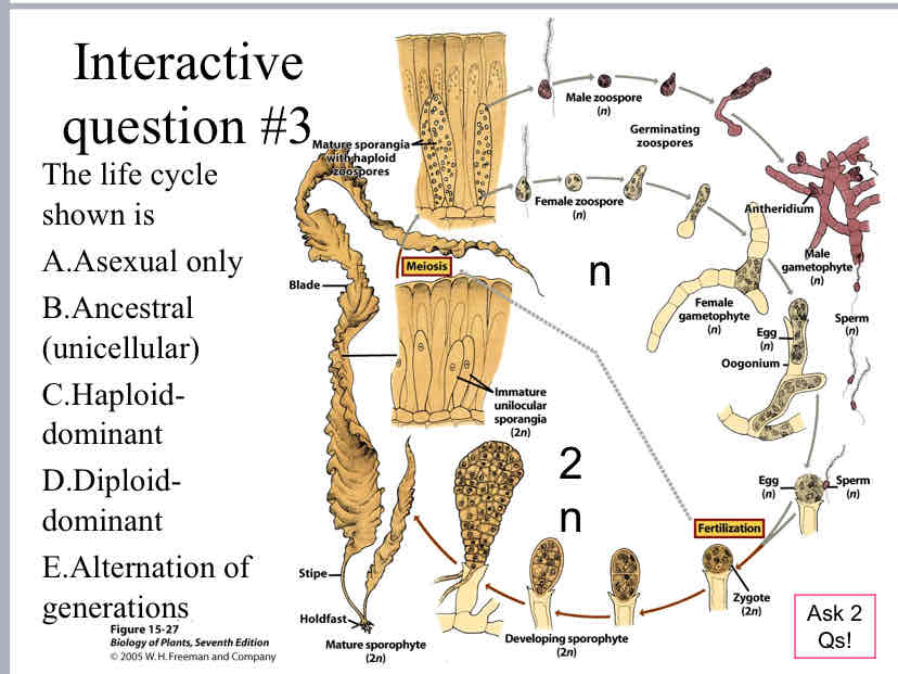 <p>Practice Question (Plant Life Cycle) - The life cycle shown is</p>