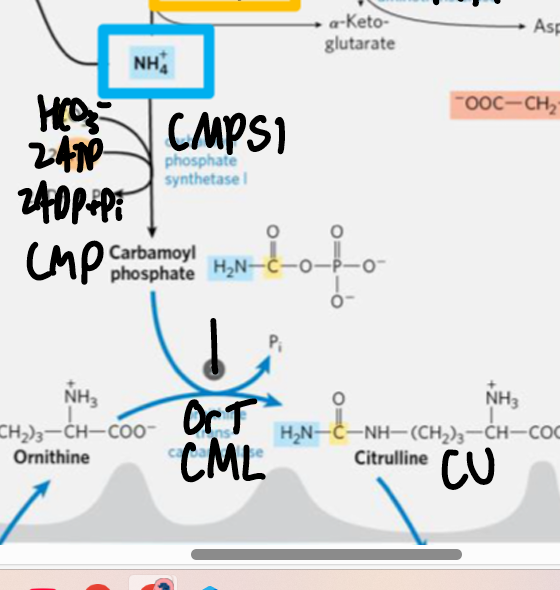<p>enters urea cycle mostly in liver</p><p>activates <strong>ornithine trans carbomylase OTCM</strong></p><p>NH4+ + CPS1 &gt; CP</p>