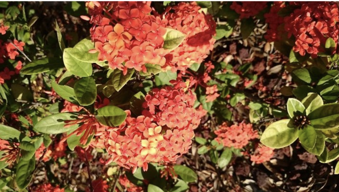 <p><span>Which shape does the flower represent (funnelform, tubular, cruciform, rotate, ligulate)?</span></p>