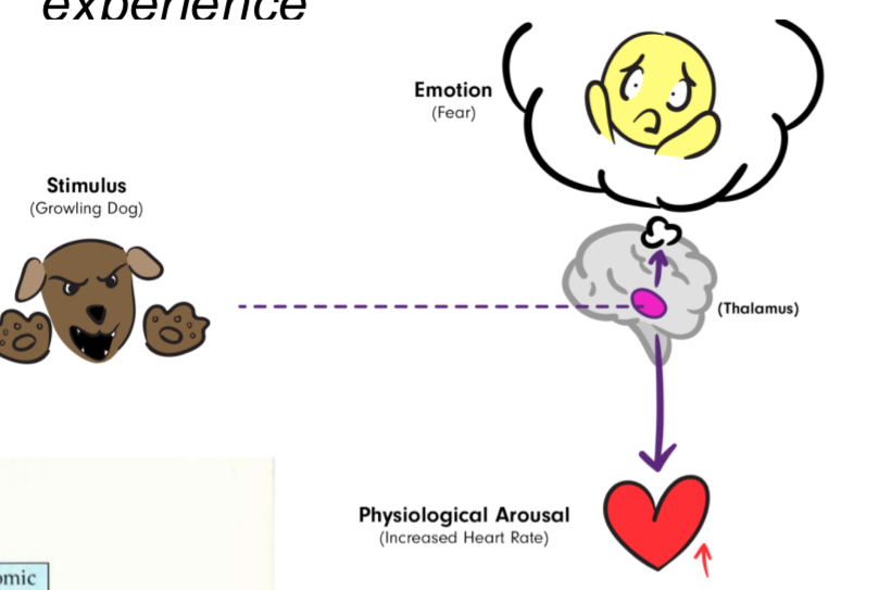 <p>Stimulus <u>simultaneously</u> triggers physiological responses and subjective emotional experience.</p>