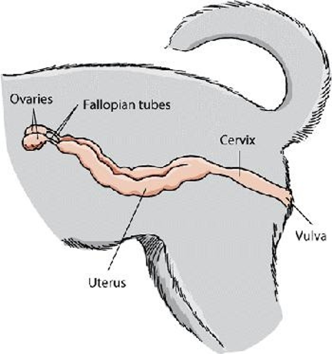 <p>Located in dorsal abdomen, caudal to kidneys.</p>