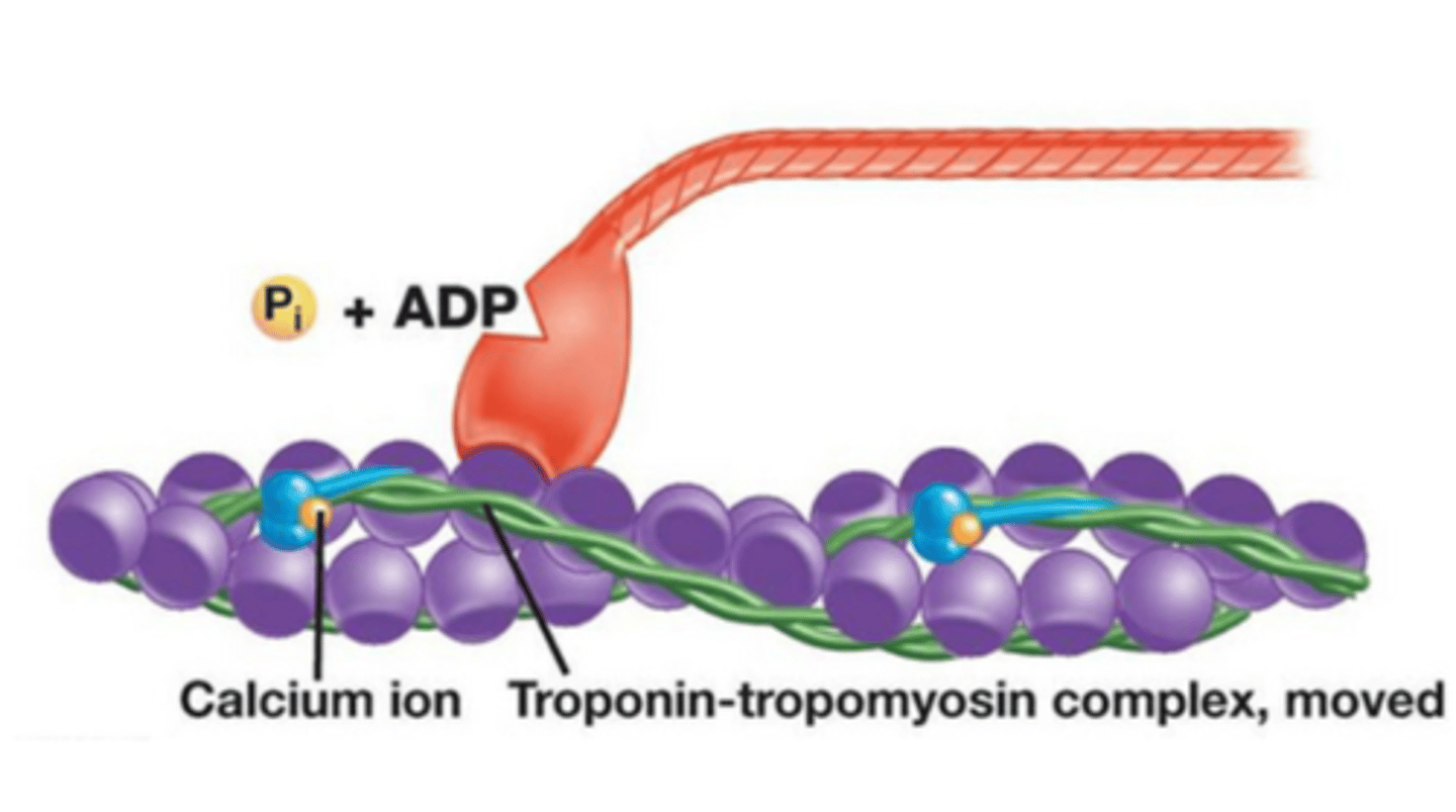 <p>- Ca²⁺ bind to troponin and triggers a conformational change that shifts tropomyosin, exposing the myosin binding sites on actin</p>