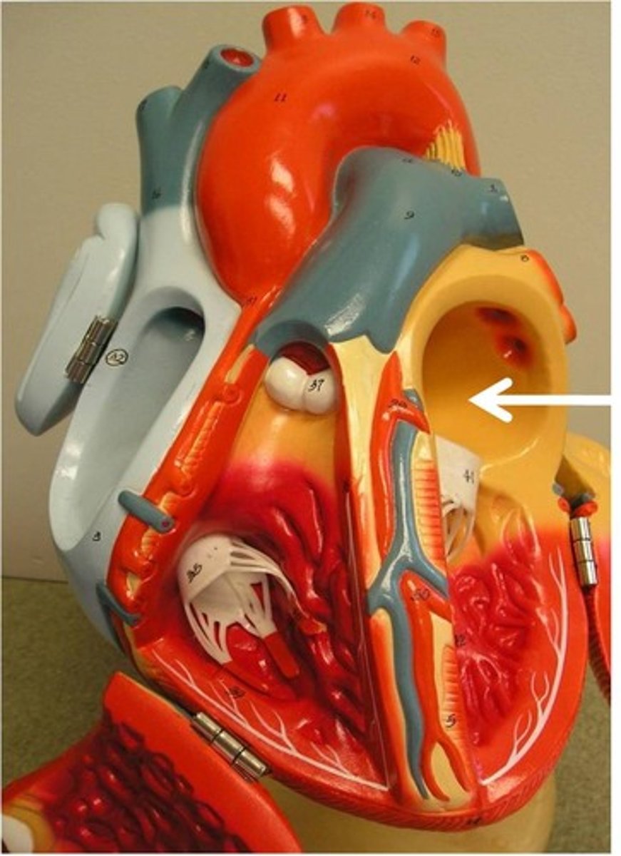 <p>-chamber that receives oxygenated blood from the lungs and sends it to the left ventricle</p>