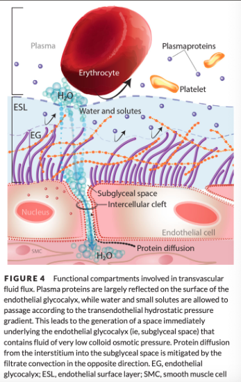 <ul><li><p><span>Colloid osmotic pressure (COP) within the interstitium contributes much less to the transendothelial fluid flux than previously thought</span></p></li><li><p><span>Revised hypothesis suggests that the main COP gradient is not the difference of forces between the plasma and the interstitium, but rather between the plasma and the space immediately below the EG, the subglyceal space (SGS)</span></p></li><li><p><span>The very low COP within the SGS causes the net COP difference between the SGS and the capillary lumen to be much larger than the COP difference between the interstitium and the lumen</span></p><ul><li><p><span>Possible that the most physiologically relevant COP gradient exists between the ESL and the SGS, which is an even greater gradient than between the capillary lumen and the SGS</span></p></li></ul></li></ul><ul><li><p><span>Under steady state conditions, the rate of fluid extravasastion is low, but occurs along the entire length of the capillary and without net absorption of fluid at the venous end of the capillary</span></p></li><li><p><span>The COP gradient, which is entirely intravascular, opposes but does not reverse fluid filtration</span></p></li></ul><p></p>