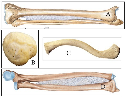 <p>A: Tibia, B: Patella, C: Clavicle, D: Radius</p>