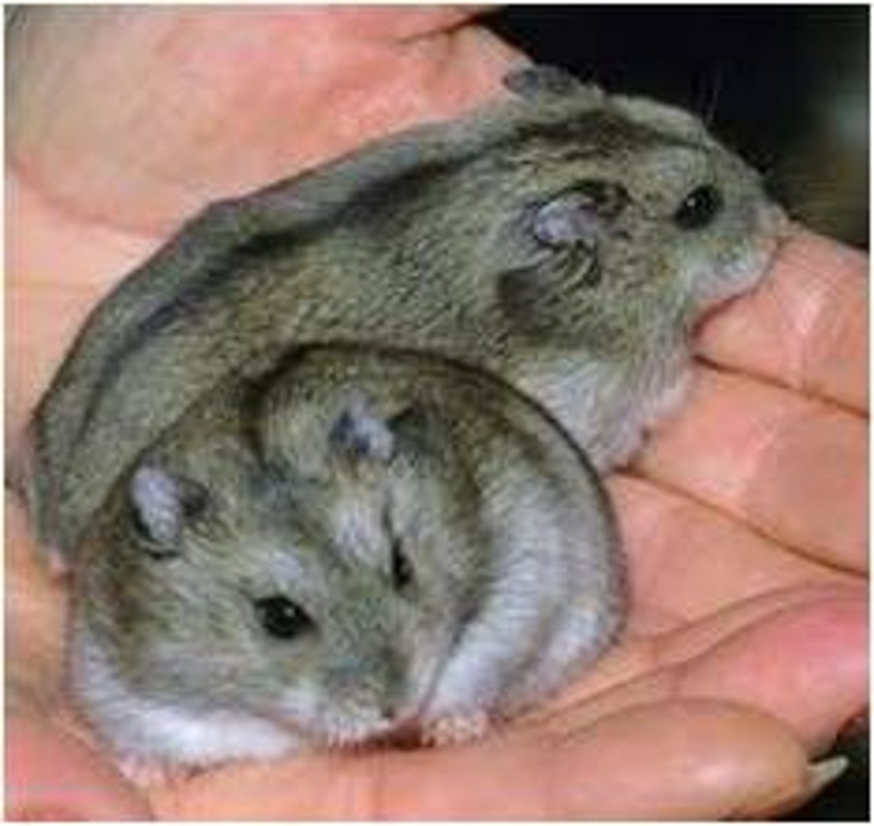 <p>Siberian dwarf hamster</p>