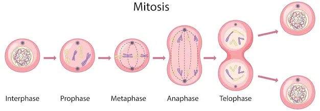 <p>the cell is actively dividing into 2 daughter cells </p>