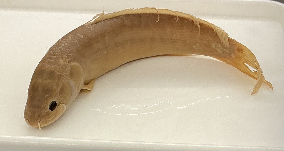 <p>Name the order</p>