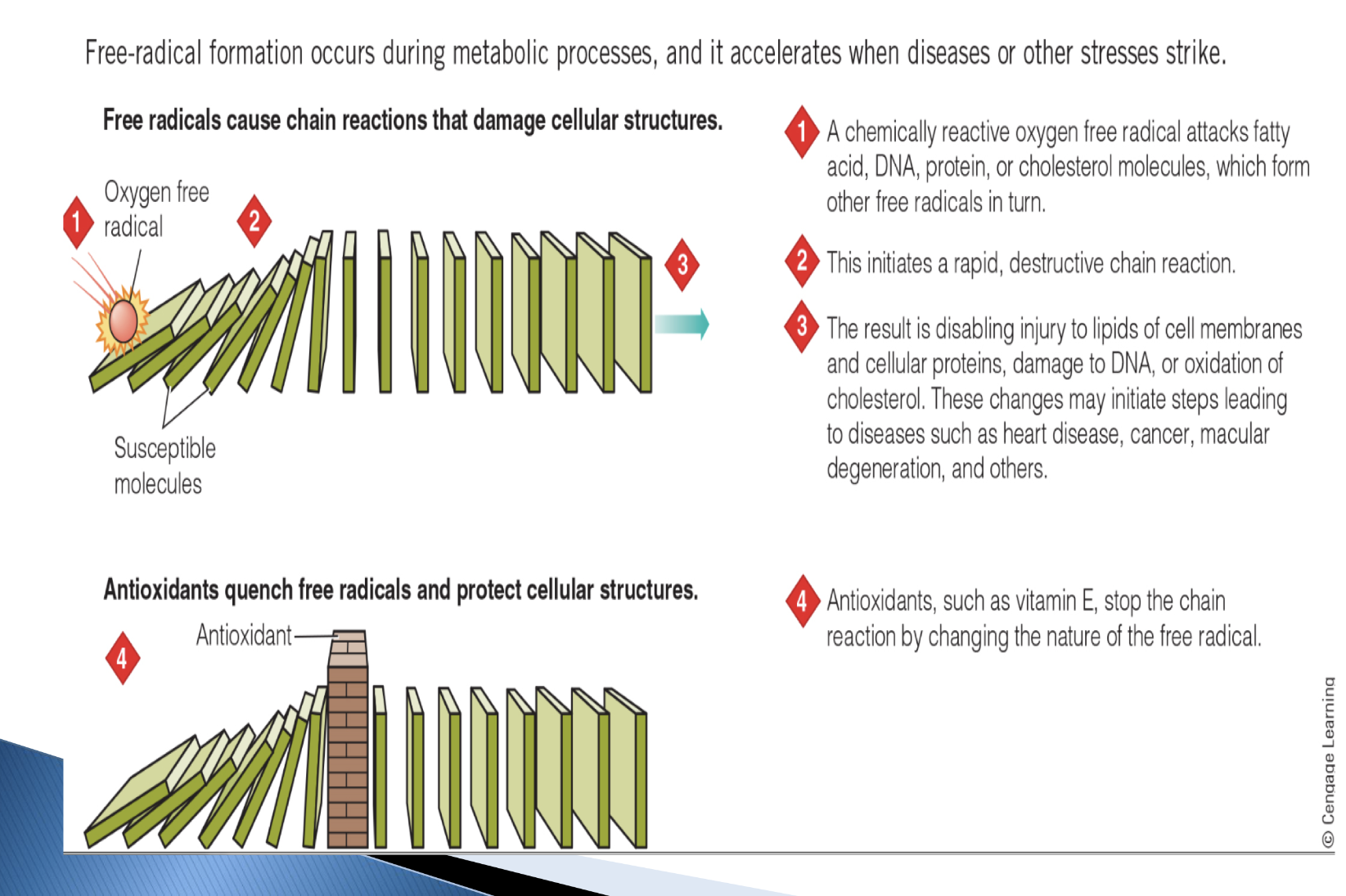 <ul><li><p>free radicals are the&nbsp;‘bad guys’. </p></li></ul><ul><li><p>they damage lipids-<span><span>Damage </span></span><strong>cell membranes</strong>, DNA, proteins</p></li></ul><p><span><span>Free radicals target </span></span><strong>structures with double bonds or rich in electrons</strong><span><span>, which are easier to oxidize.</span></span></p><ul><li><p>effects= cancer, CVD, cataracts, compromised immune function</p></li><li><p>antioxidants are defence</p></li></ul><p></p>