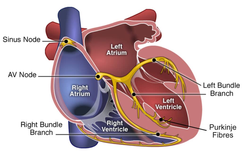 <p>Right and left bundle branches</p>