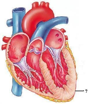 <p><span><span>Identify the indicated layer.</span></span></p>