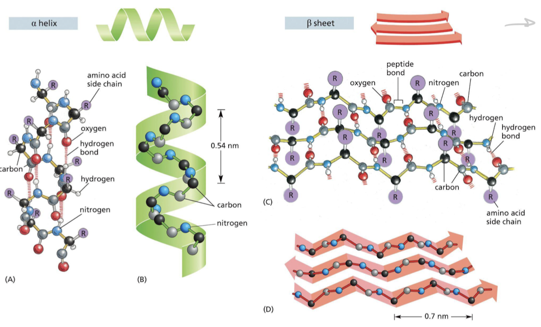 The two patterns that proteins can fold into as a result of hydrogen bonding b/w N-H and C=O groups in **polypeptide backbone**


1. Alpha helix 


1. Beta sheet → parallel or antiparallel