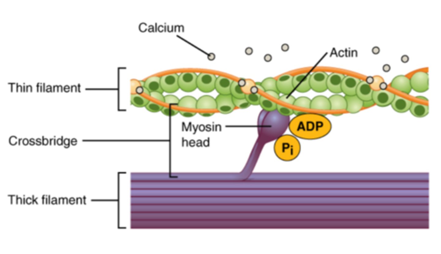 <p>- Myosin binding sites are now exposed so the myosin heads can bind to actin, creating a cross-bridge</p>