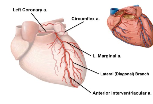 myocardium supplied by LEFT coronary artery circulation: ANTERIOR DESCENDING BRANCH