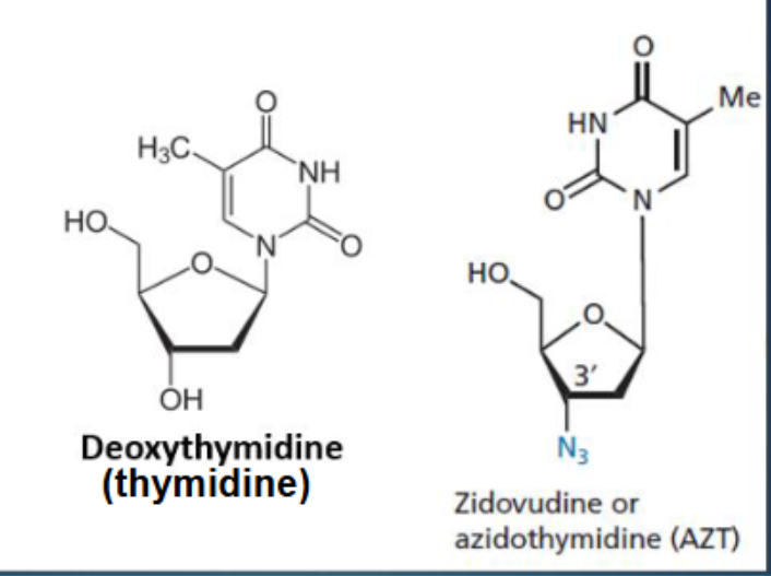 <ul><li><p>The 3'-OH group in deoxythymidine is replaced by an azido group (N₃), preventing DNA chain elongation</p></li></ul><p></p>