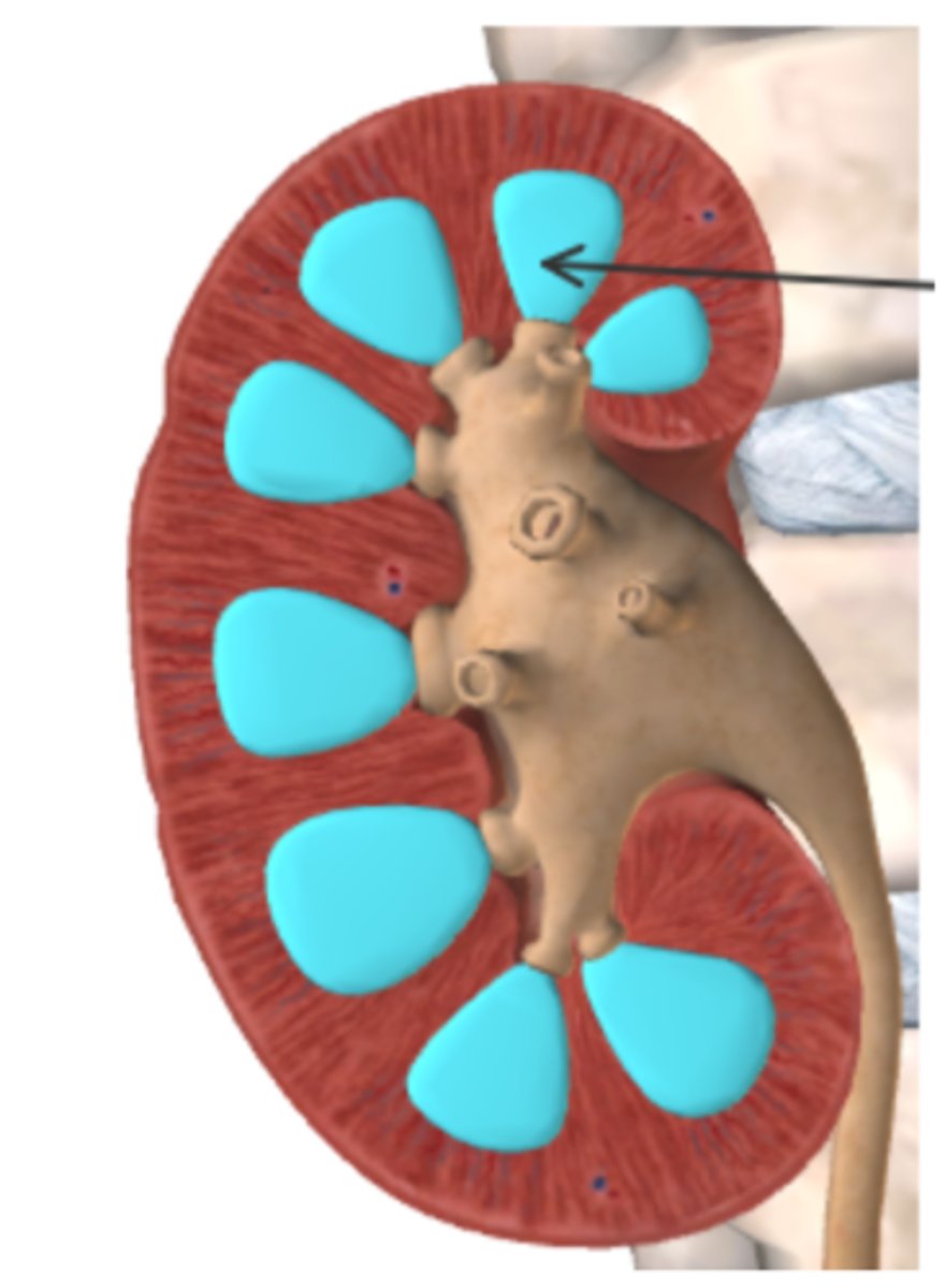 <p>Name the layer and the parts of the nephrons located in the region highlighted in blue, below.</p>