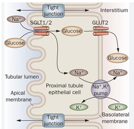 <ul><li><p><span>SGLT1 and SGLT2</span></p></li><li><p><span>Insulin-independent transporters</span></p></li><li><p><span>Use Na<sup>+</sup> gradient to drive transport</span></p><ul><li><p><span>Intracellular Na<sup>+</sup> is much lower than extracellular fluid Na<sup>+</sup></span></p></li><li><p><span>Na<sup>+</sup> gradient is maintained by Na/K<sup> </sup>ATPase pump</span></p></li><li><p><span>Na<sup>+</sup> and glucose are transported together (symport)</span></p></li><li><p><span>Allows glucose to be moved against the concentration gradient</span></p></li></ul></li></ul><p></p>