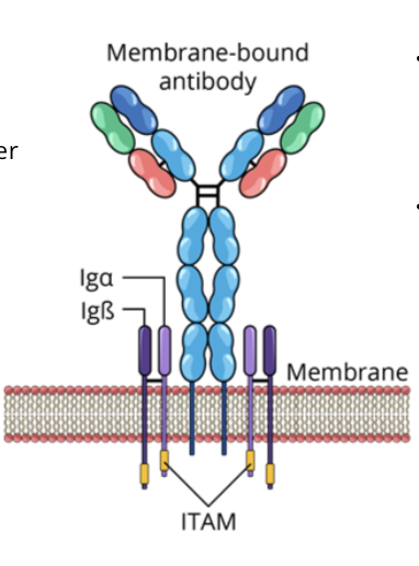<ul><li><p>the BCR is composed of a membrane bound antibody and signal transduction molecules (ITAMs)</p><ul><li><p>An immunoreceptor tyrosine based activation motif (ITAM) is composed of a repeated sequence of 4 amino acids in the cytoplasmic tails of cell surface proteins</p></li></ul></li><li><p>BCRs recognize and bind to extracellular pathogens or toxins directly</p></li></ul><p></p>