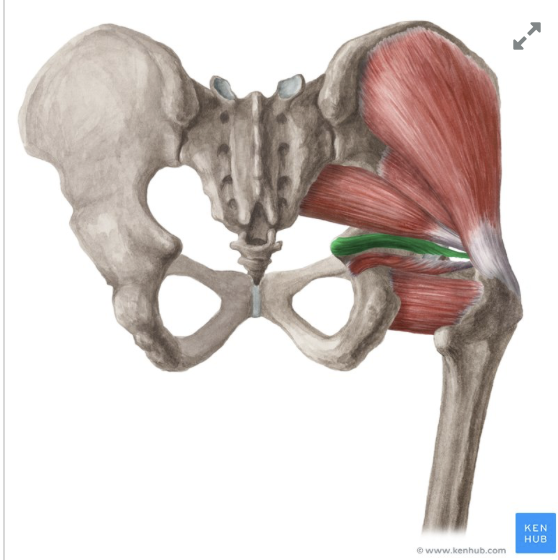 <p><em>table 3, below piriformis, under sciatic n</em></p>