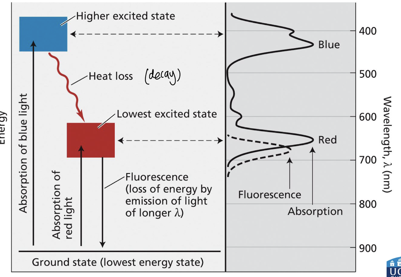 <p><strong><mark data-color="blue" style="background-color: blue; color: inherit">Absorption of light by chlorophyll results in the transition to a higher excited state.</mark></strong></p><ul><li><p><strong>Blue light absorbed by chlorophyll produces a high excited state</strong> – <u>highly unstabl</u>e</p></li><li><p><strong>Rapid decay to lowest excited state</strong> → <strong>initiating light reactions </strong></p></li></ul><p></p>