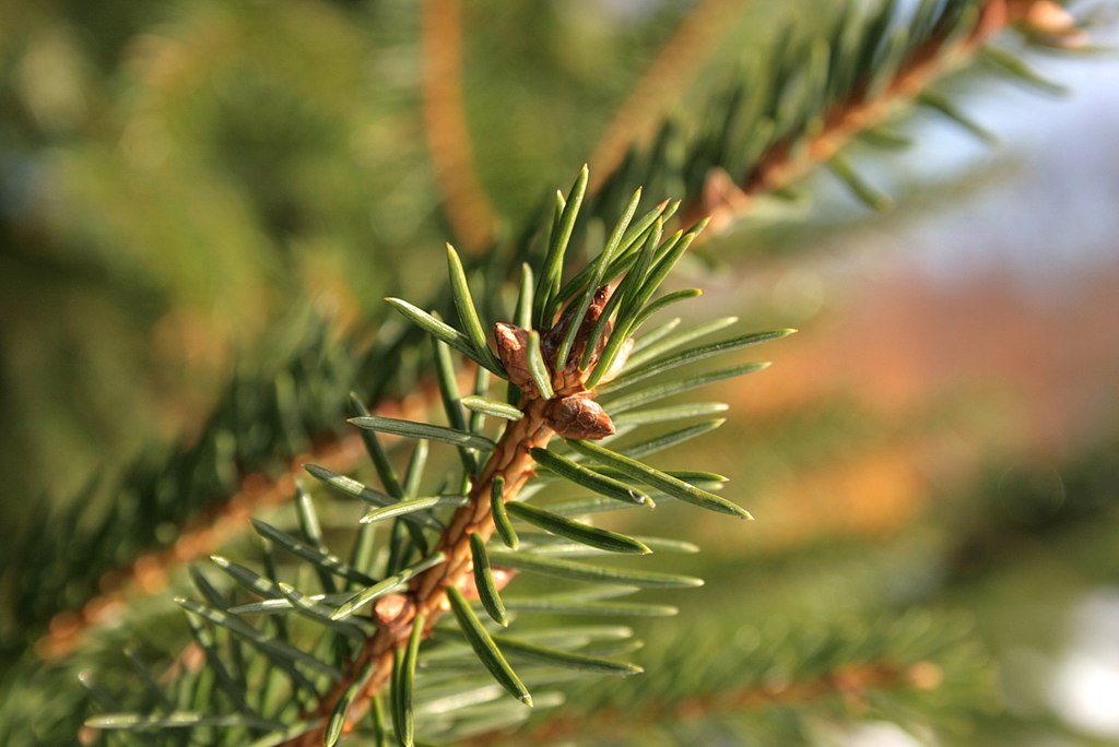 <ul><li><p>ornamental</p></li><li><p>needles: spikey, dark grn, shiny, 4 sided</p></li><li><p>twigs: orange, droopy, “misses his homeland”</p></li><li><p>repro: cones, long (4-7 in), cylindrical, stiff scales</p></li></ul>