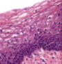 <p>What tissue type does this image depict?</p>