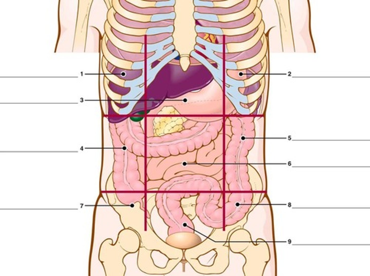 <p>Right hypochondriac, Epigastric, Left hypochondriac, Right lumbar, Umbilical, Left lumbar, Right iliac, Hypogastric, Left iliac.</p>