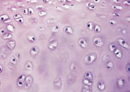 <p>what type of tissue is this?</p>