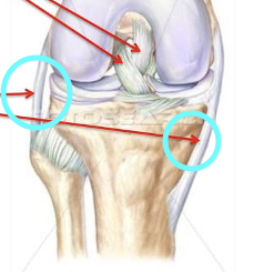 <p>Separate from the joint capsule and help to reinforce the joint by attaching the bones together</p><p>These include BOTH extra scapular and intrascapular</p>