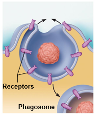 <p>Pseudopods engulf solids and bring them into cell&apos;s interior</p><p>Form vesicle called phagosome</p><p>Used by macrophages and some white blood cells</p>