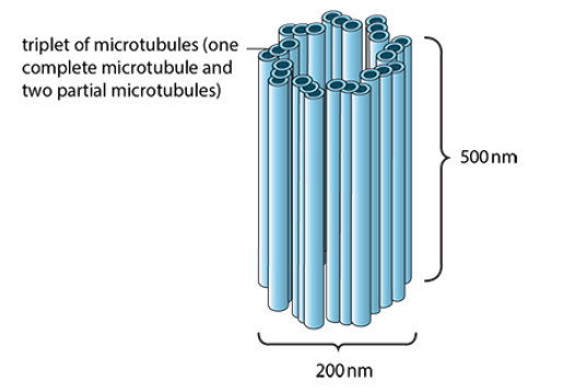 <p>cylindrical structures found outside the nucleus and at the bases of cilia and flagella </p><p>formed from a ring of nine triplets of microtubules </p><p>centrioles at the bases of cilia and flagella (basal bodies) act as MTOCs</p>