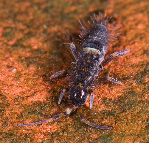 <p>springtails (Springstaarten)</p>
