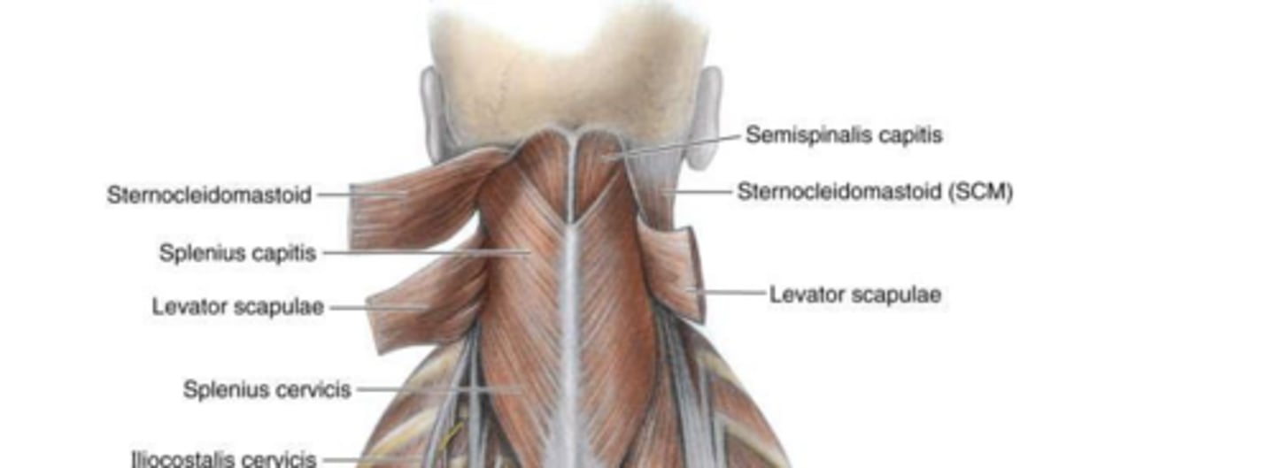 <p>Vertebral (neck), posterior intercostal (thorax), lumbar (abdomen), and sacral veins (sacral region).</p>