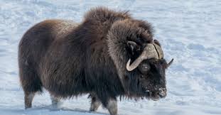 <p>In what environment would thick fur be the most helpful</p>