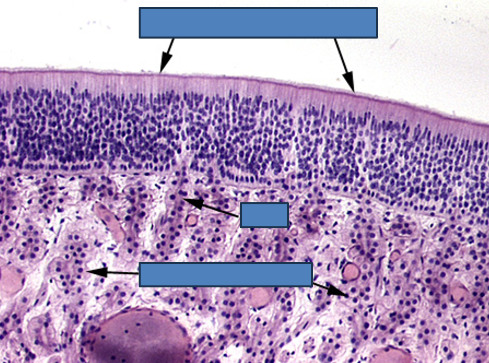 <p>Identify this structure/organ</p>