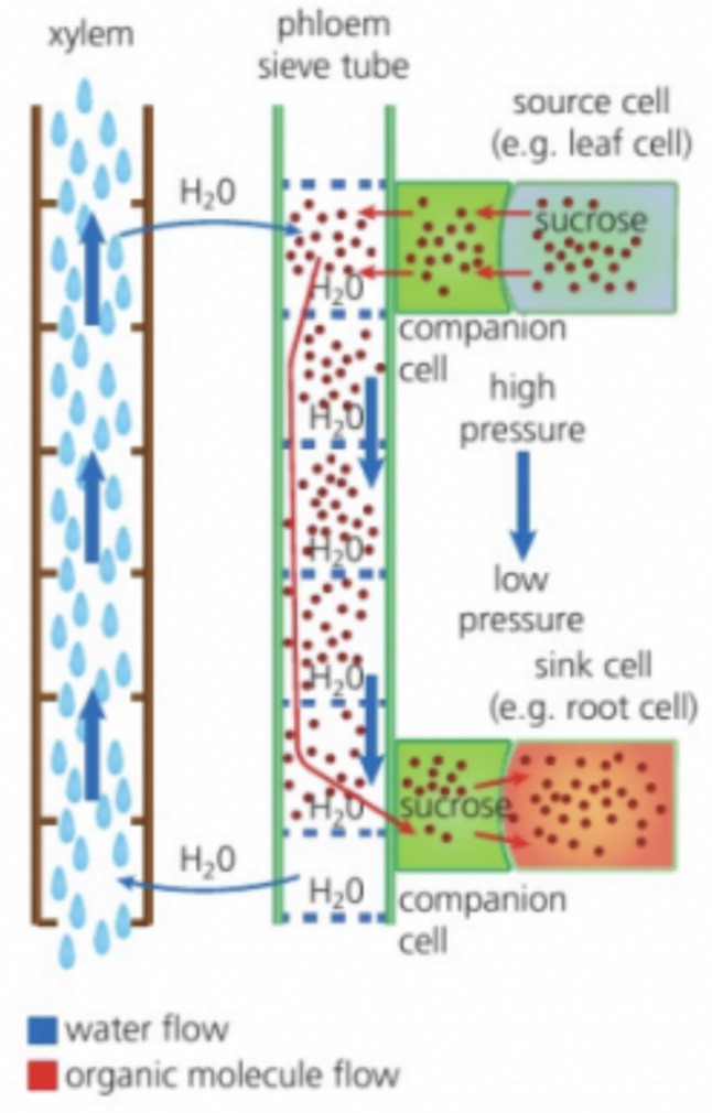 <p>Active loading of sucrose into sieve tubes at source creates <strong>positive pressure potential </strong>+ Water pressure created by entry of water by <strong>osmosis </strong>at source (Due to high solute concentration) → Translocation; Mass flow of phloem sap forward towards sink</p><p></p><p><strong>Living tissue</strong> → Active transport + Response to environmental changes</p><p><strong>Sieve tube elements</strong></p><ul><li><p>Sieve plates with pores → Allow sap to pass from one cell to another</p></li><li><p>Reduced cytoplasm and organelles + No nucleus → Ease flow of sap which travels within the tube like area of elements (<strong>Translocation</strong>)</p></li></ul><p></p><p><strong>Companion cells</strong></p><ul><li><p>Presence of many mitochondria → Actively load sucrose into phloem</p></li><li><p>Plasmodesmata between them → Allown cytoplasm of tube cell to be shared + Origin of proteins and ATP needed by sieve tube elements</p></li></ul><p></p><p>Ease flow of sap</p><p>Enhance <strong>loading</strong> of carbon compounds into phloem sieve tubes at sources (leaves) and <strong>unloading</strong> of them at sinks (roots)</p>