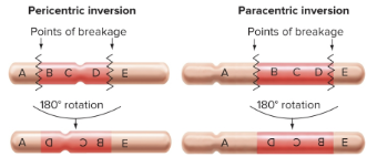 <ul><li><p><span>depends on the relationship of the inversion with the centromere</span></p></li><li><p><span>pericentric inversion: the centromere is within the inverted segment</span></p></li><li><p><span>paracentric inversion: the centromere is not within the inverted segment</span></p></li></ul><p></p>