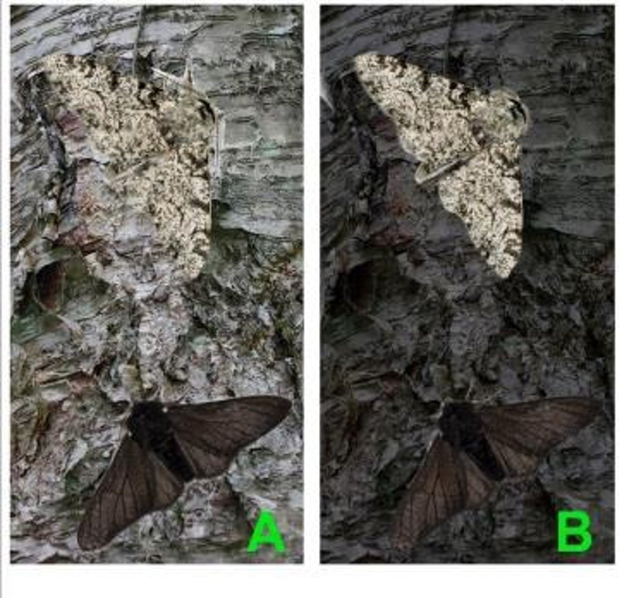 <p>Biston betularia, native to England, exhibits color variation.</p>