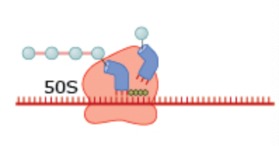 <p>What drug blocks tRNA docking in this process?</p>