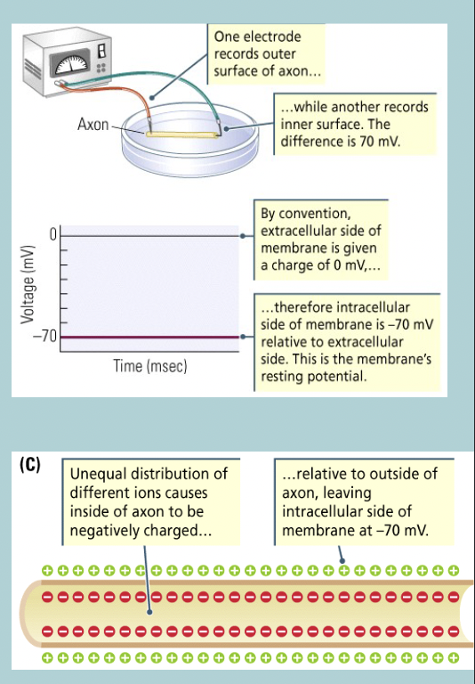 <p>Electrical activity of cell membranes: Resting membrane potential</p><ul><li><p>When undisturbed, there is a STABLE difference across the membrane&nbsp;&nbsp;</p></li><li><p>Inside the membrane is NEGATIVE relative to OUTSIDE&nbsp;</p></li><li><p>This voltage difference is called a MEMBRANE “POTENTIAL”</p></li><li><p>Usually inside is 65mV to 70mV MORE negative than outside (so the inside = -65mV to -70mV)&nbsp;</p></li><li><p>The inside can range between -40mV and -90mV depending on cell and species&nbsp;</p></li></ul><p></p>