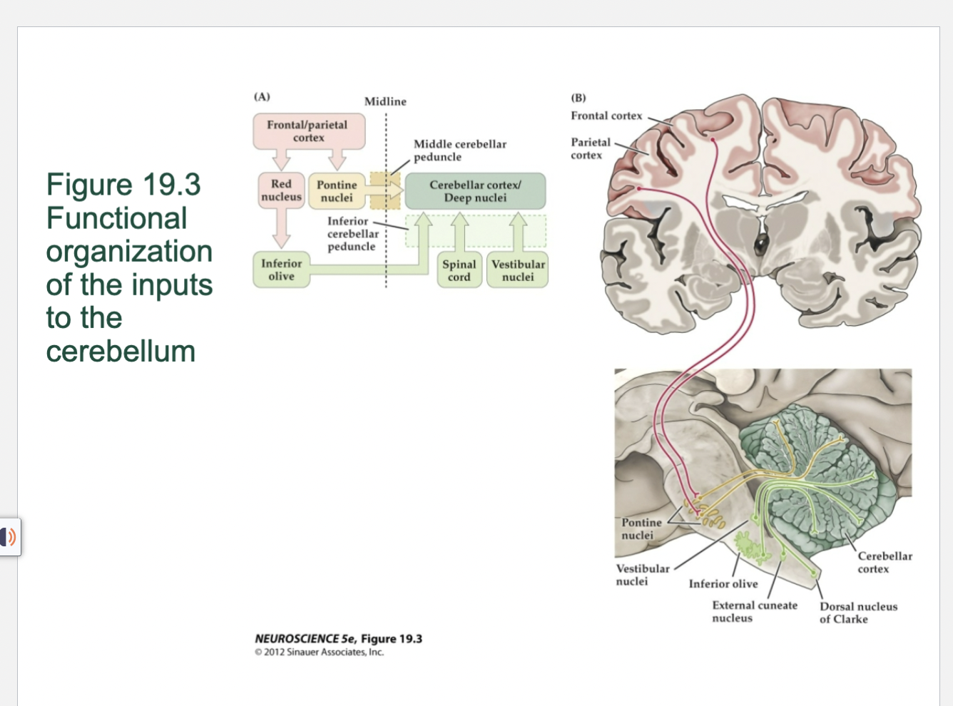 <p>Figure 19.3- Cerebellun functional organization of the inputs to the cerebellum</p>