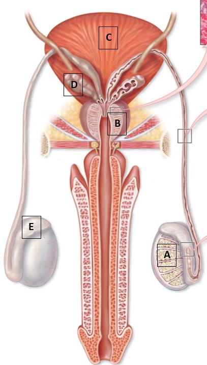 <p>Use the following image to match the letter to the description: (letters can be used more than once or not at all)</p><p>1) &nbsp;Where spermatogenesis occurs.</p><p style="text-align: start">2) Identify the prostate gland.</p><p style="text-align: start">3) Secretes milky fluid that contains nutrients for sperm, antibacterial agents, and enzymes to help liquify sperm.</p><p style="text-align: start">4) Where sperm mature</p>