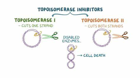 <ul><li><p>they are needed to uncoil DNA before replication and then recoil after</p></li><li><p>difference between type 1 and type 2</p><ul><li><p>type 1- break one strand and change linking number by 1</p></li><li><p>type II- break both strands and change linking number by 2</p></li></ul></li></ul><p></p>