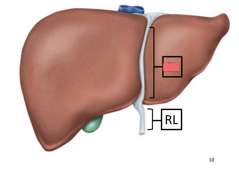 <p>attaches liver to inferior diaphragm, anterior body wall</p>