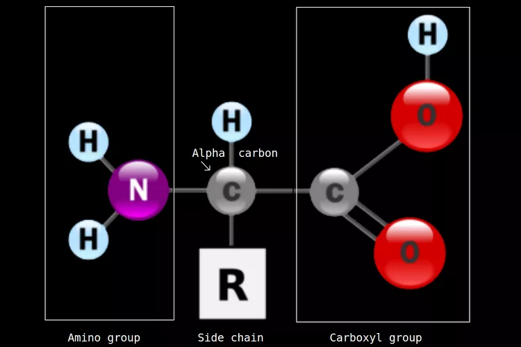 <p>Aimno group (NH2) = Nitrogen with two Hydrogen coming from it.</p><ul><li><p></p></li></ul><p></p><p>Variable R-group = The Nitrogen is then connected to the Alpha Carbon which has a Hydrogen coming off it. An R is placed underneath.</p><ul><li><p></p></li></ul><p>Carboxyl group (COOH) = another Carbon attached to the C, doubled bonded to an Oxygen, and then an oxygen of the C with an H.</p>