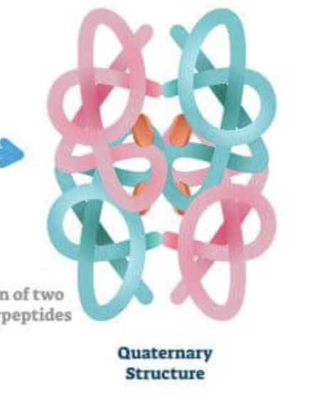 <p>When two or more polypeptides unite to form a functional protein</p><p>ex: hemoglobin</p>