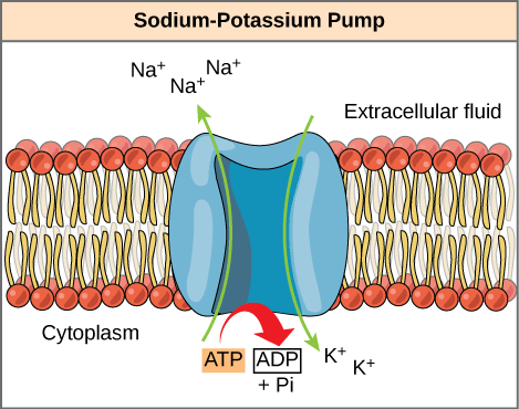 <p>Protein pump</p>